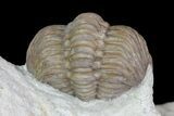 Enrolled Lochovella (Reedops) Trilobite - Oklahoma #68616-5